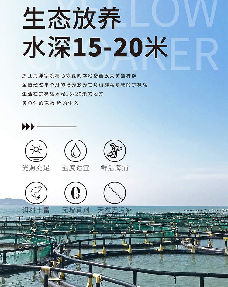 黄鱼详情图-1_05.jpg